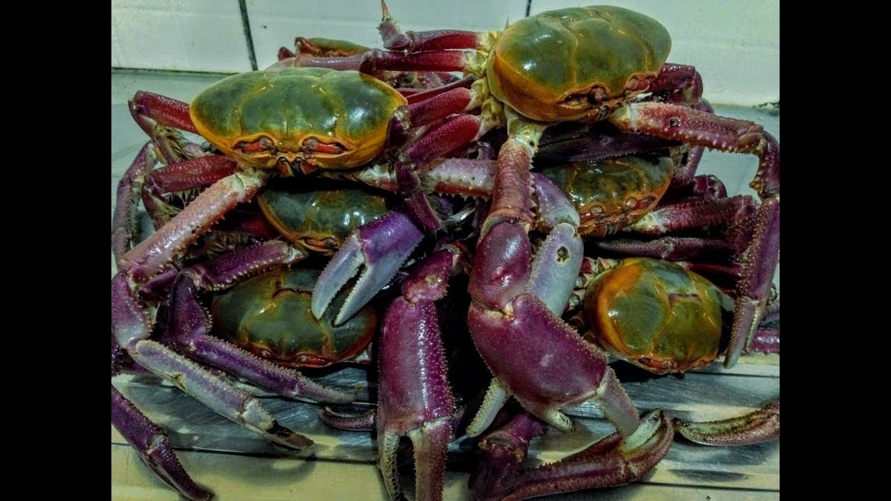 Como limpiar cangrejos🦀🦀🦀