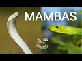 Deadly venomous snakes of Africa - Mambas, wild Black mamba, Green mamba, venom extraction