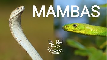 Deadly venomous snakes of Africa - Mambas, wild Black mamba, Green mamba, venom extraction