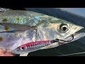 Spanish Mackerel Fishing - Exciting Fall Run Action