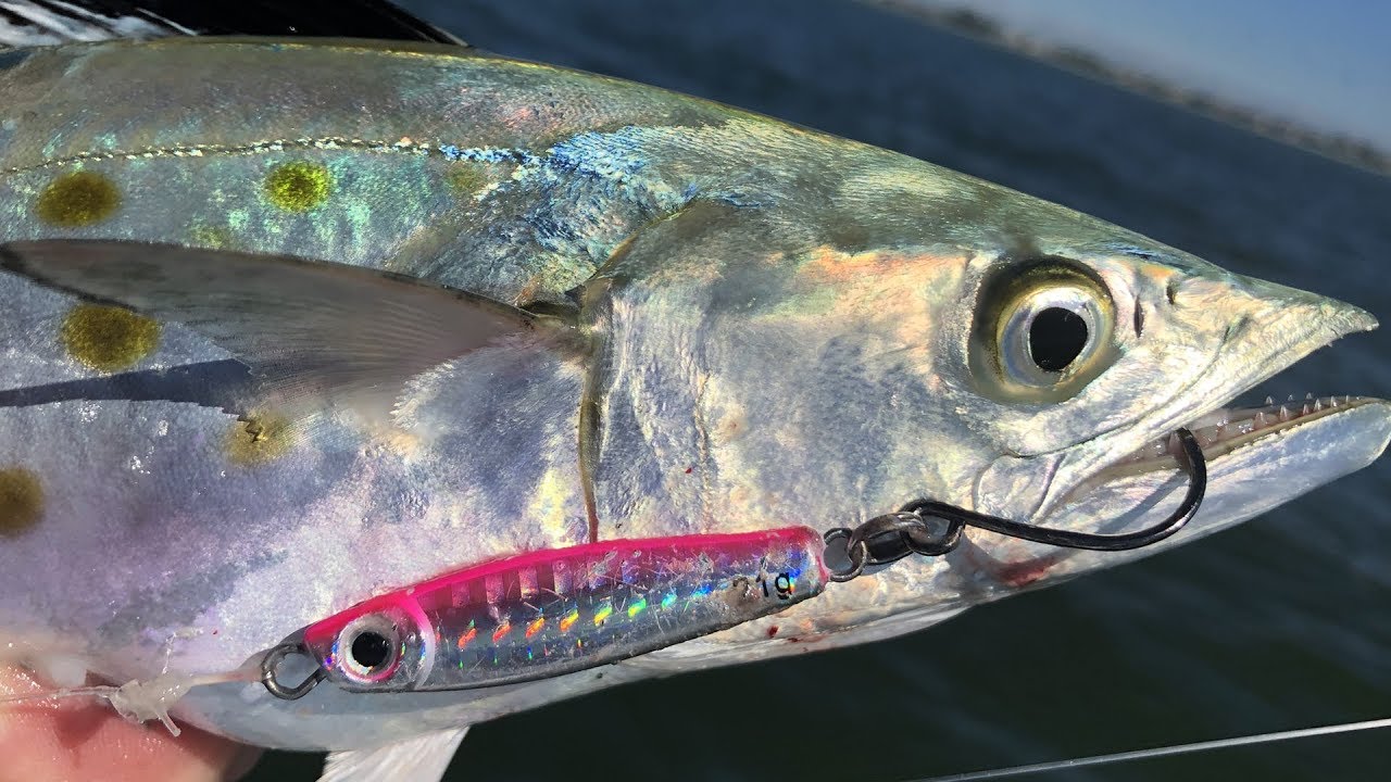 Spanish Mackerel Fishing - Exciting Fall Run Action 