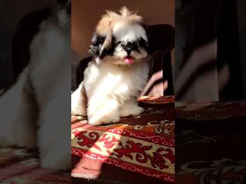 tenu pana shitzu lover ❤️ #trending #puppy #shitzu #viral