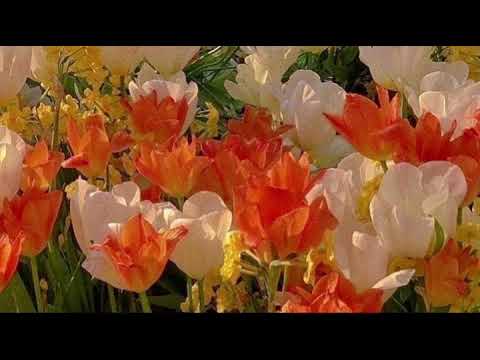 Amazing Actor Get Your Dream Role Subliminal Subliminals By Airi