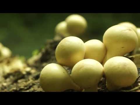 Lycoperdon (Дождевик). Плантации дождевика грушевидного. Ukraine, mushrooms.