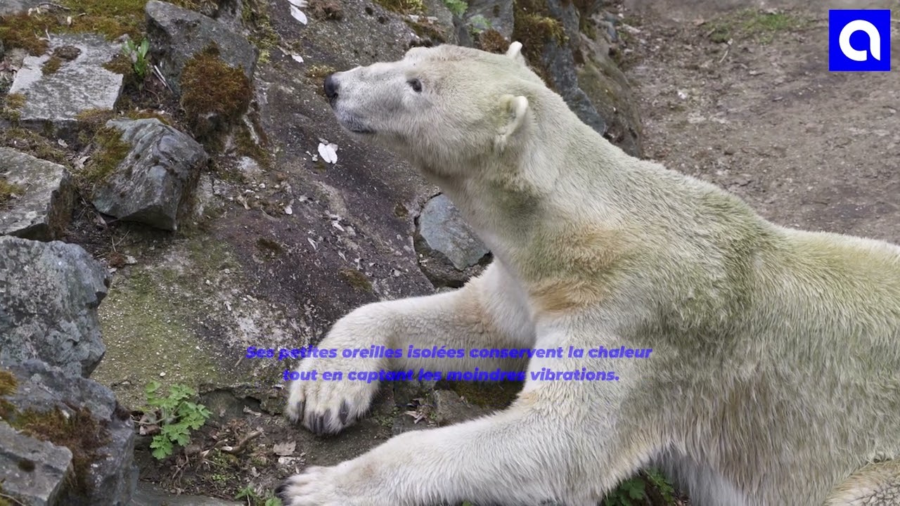 [NATURE & BEATS] LES SECRET DE L'AUDITION ARCTIQUE