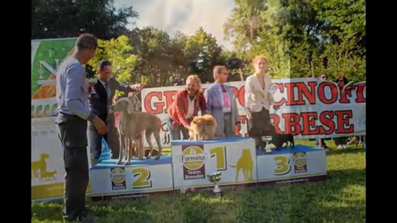 Hillside Rendezvous Kennel.....some of our champions in the years YouTube