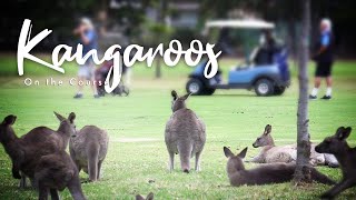 Kangaroos ALL OVER the Golf Course!