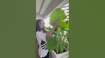 Vườn bạc hà nấu canh chua Singapore 24-11-22