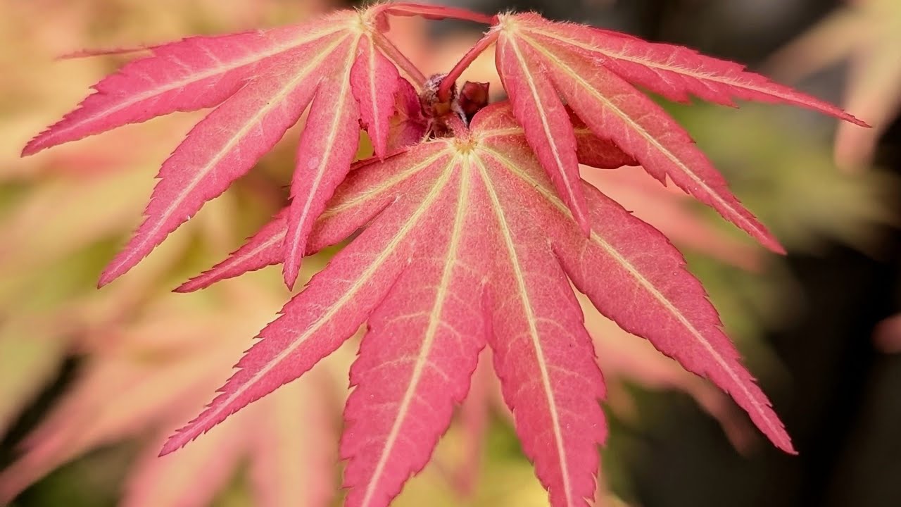 The Mystic Firefly's First Flame was Like the Sunshine in Kawaii 4-14-25