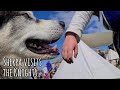 Cute kid meets his Dream dog at the Knights Tournament | Unbelievable change in Weather!