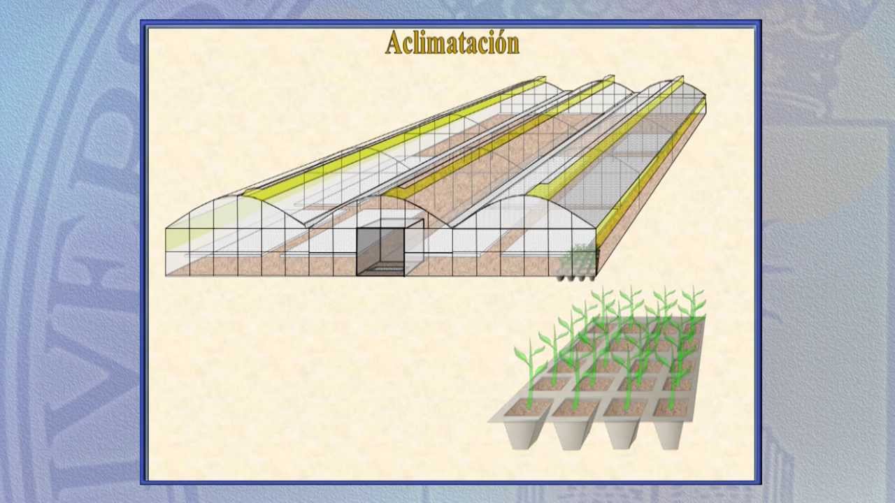Arboricultura 3.4: Multiplicación: Multiplicación 