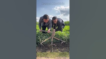 Ancient Farming Duo Outsmarts Hard Soil: digging peanuts with a three head iron rake