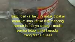 CARA TEST FOSIL KATILAYU, BATU FOSIL PELET IKAN CARA TEST FOSIL KATILAYU, BATU FOSIL PELET IKAN