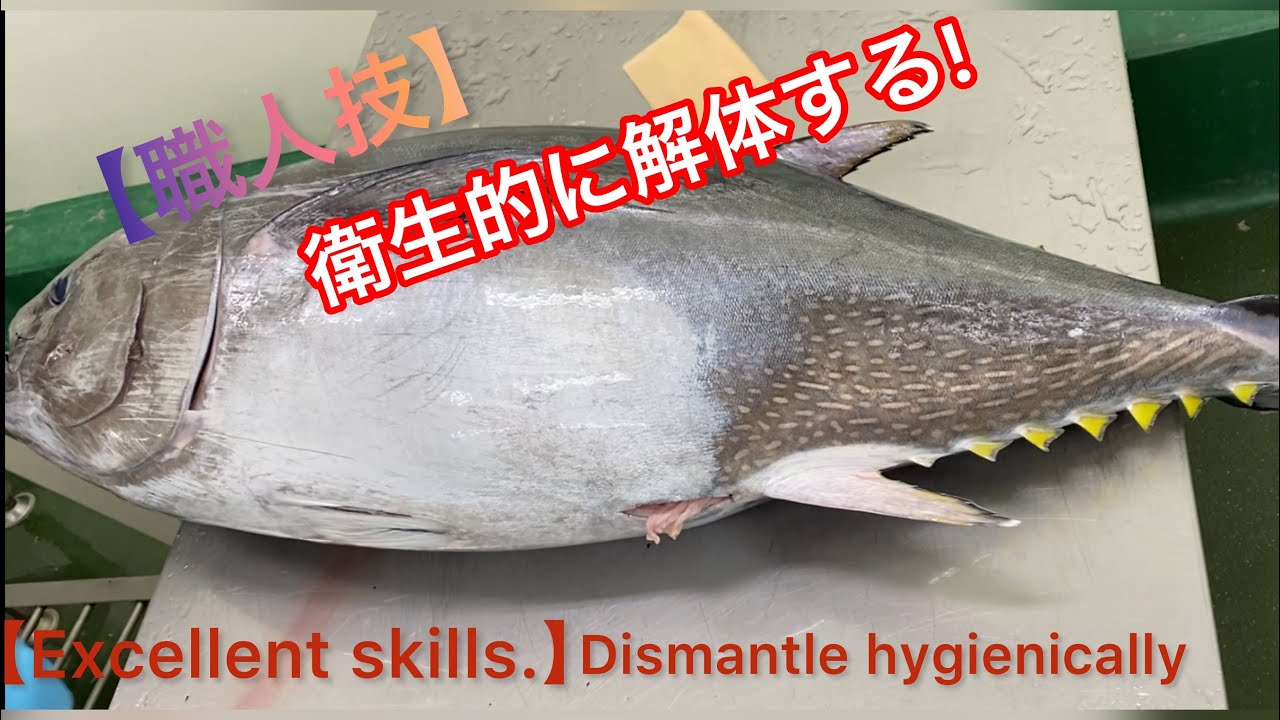 【職人技】衛生的にマグロ解体する❗️