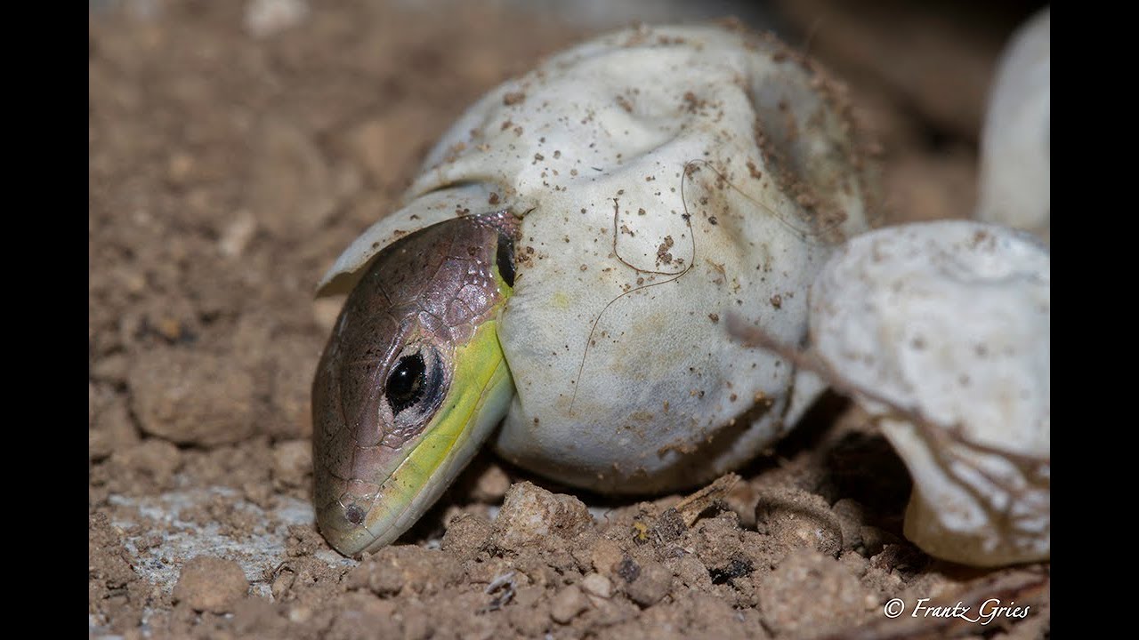 éclosion d'un lézard vert occidental Lacerta bilineata YouTube — free download