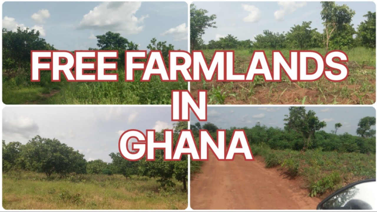 🔴 How To Get "FREE" FARMLANDS In Ghana 🇬🇭 Maize Farming In Ghana 🇬🇭