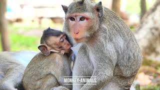 Episode65 Omg Mother Monkey Is...... Monkey-10K