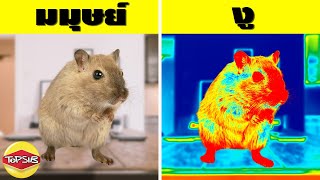 15 การมองเห็นของสัตว์โลกที่มนุษย์ต้องทึ่ง! (เจ๋งมาก) screenshot 2