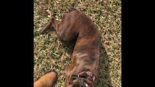 Off Leash Recall With Roxie The Boxer - Dog Training 2017 - Houston, Tx