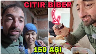 150 TANE AŞI..ORGANİK ÇAPA NASIL OLUR..CITIR BİBER OLMADI..CROSSLA YETİŞEMEDİM
