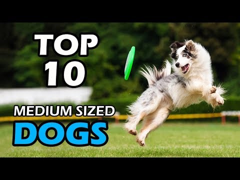 top-10-medium-sized-dog-breeds