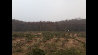 Hill and Tea garden scenery from train window