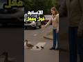 امرأة توقف حركة المرور لإنقاذ عائلة بط صغيرة