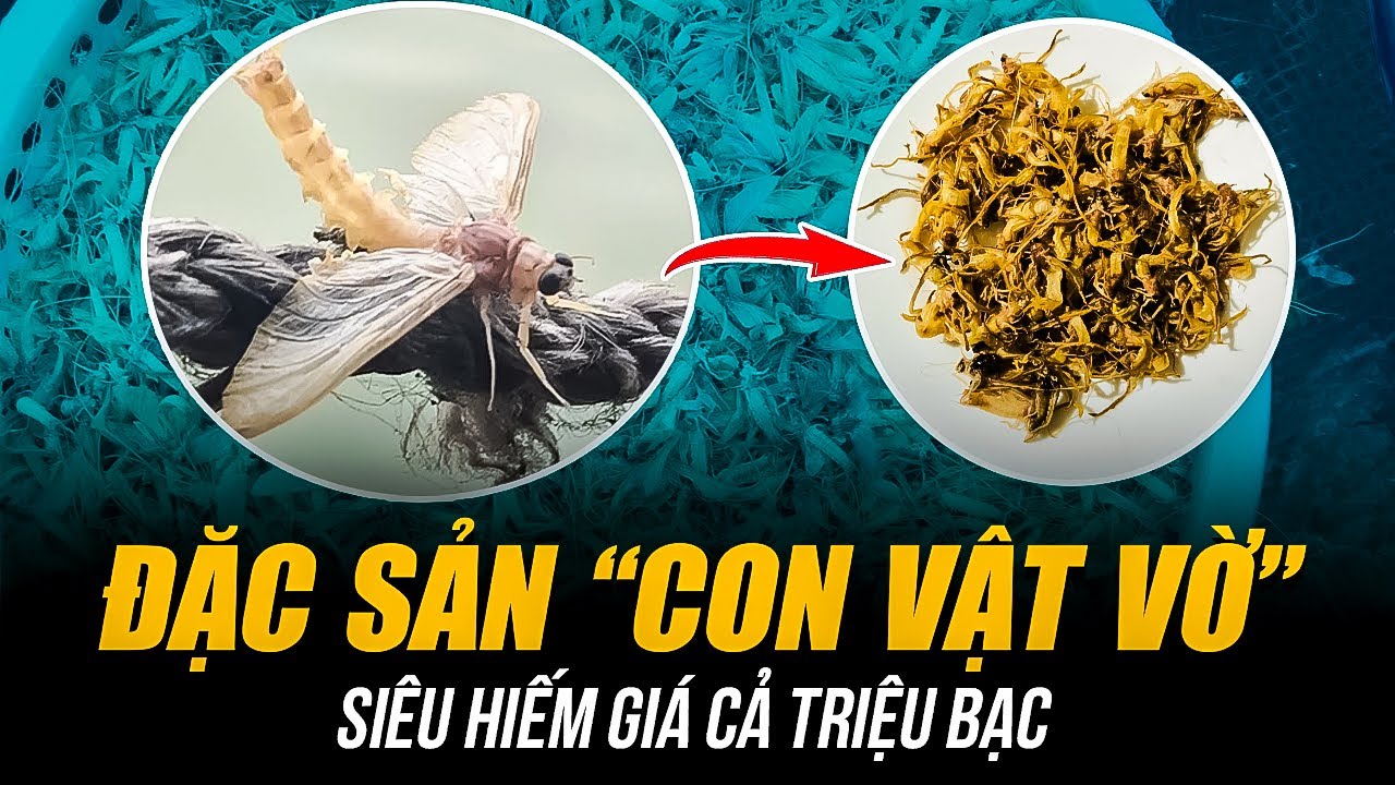 ĐẶC SẢN “CON VẬT VỜ” SIÊU HIẾM GIÁ CẢ TRIỆU BẠC | MÓN “LỘC TRỜI CHO ...