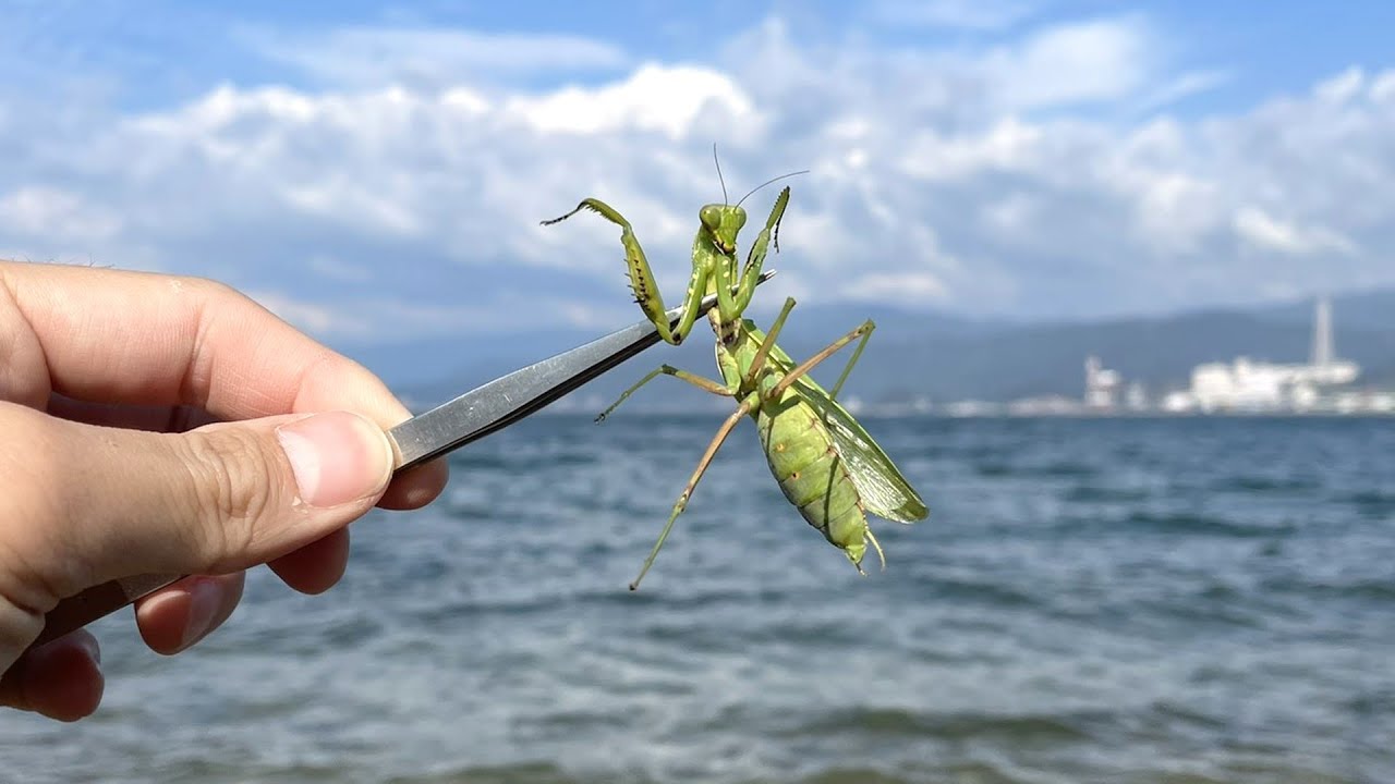 If you drop an infected mantis into the ocean - YouTube