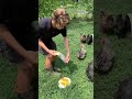 Treats for chickens