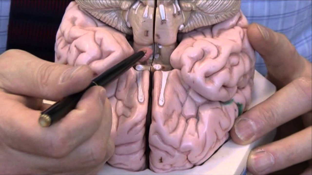 Head Injuries 12, Head injuries and models. YouTube