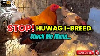 TOP 5 Senyales na HINDI Magandang Breeder ang Manok screenshot 4