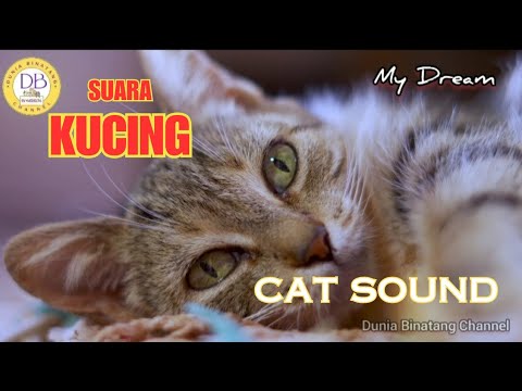 SUARA KUCING 🔵 SUARA KUCING BETINA BIRAHI 🔵 CAT SOUND #kucing #binatang ...