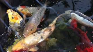 FROZEN WINTER KOI POND AND DIY INDOOR KOI HOLDING PEN