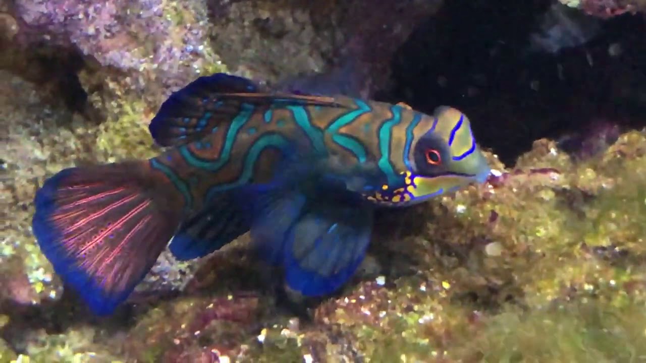 Mandarin Dragonet/Mandarin Goby Fish [Article on How to Care for Mandarin Dragonet in Description]