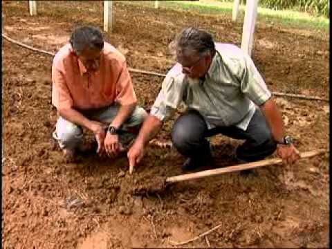 Vídeo: Desinfecção Do Solo Em Estufa