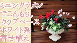 【10分寄せ植え】ミニシクラメンで簡単にこんもり。ドーム型が可愛いカップ型プランターにホワイト系の寄せ植え　葉ぼたん　スイートアリッサム　群馬の鉢花ギフト　お正月花に　のんびり視聴願います　字幕なし