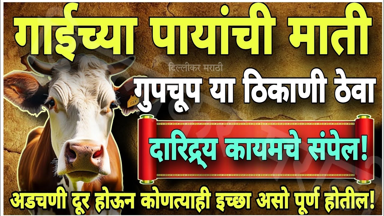 गायींच्या पायाखालची पवित्र माती कोणालाही न सांगता ठेवा इथे!दुःखदारिद्र्य संपून जाईल!सुखाचे दिवस पहाल