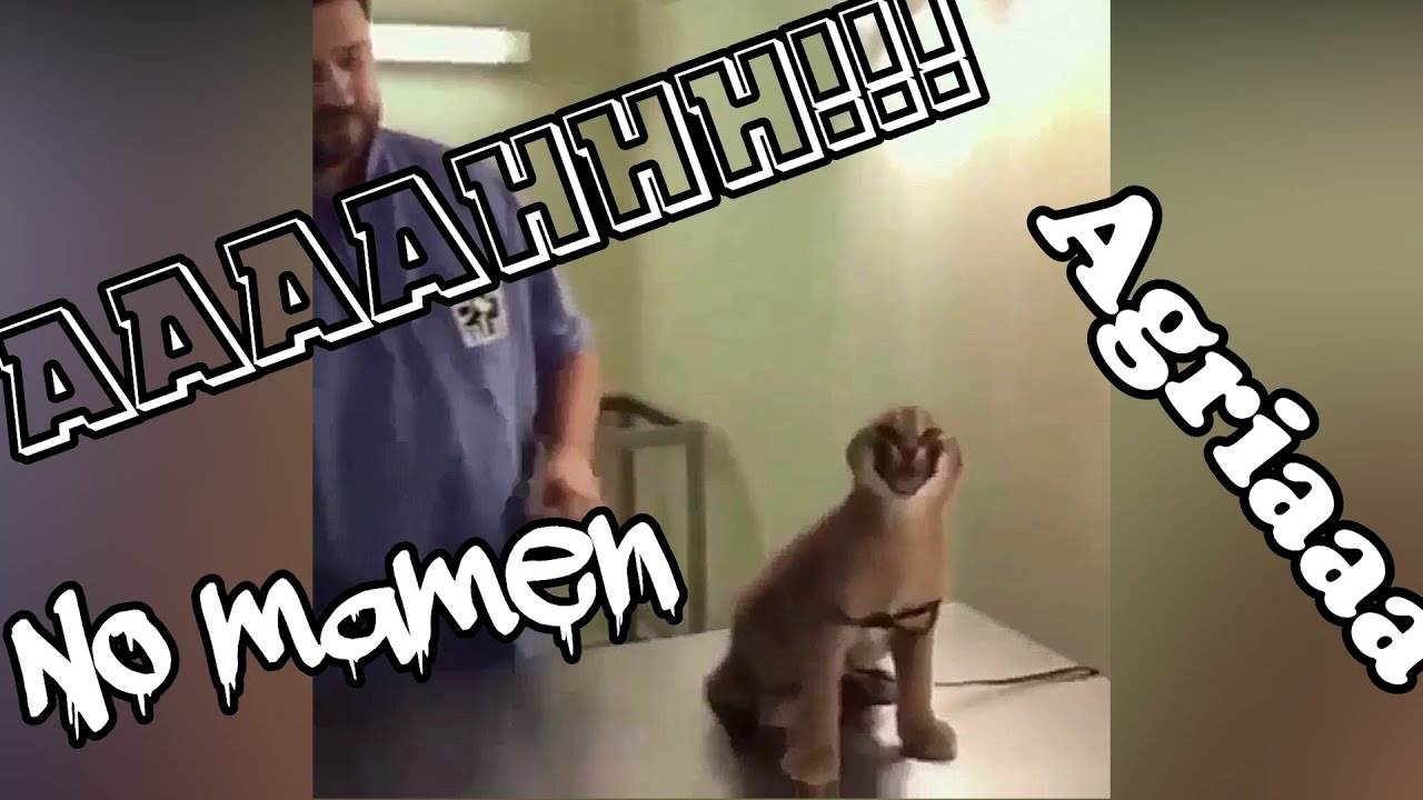 Cada Grito es una Canción o un Sonido 🐱