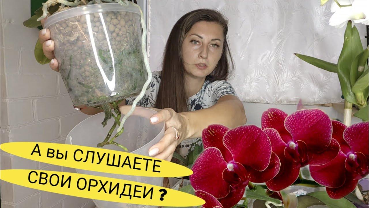 ОТ ЭТОГО КОРНИ ЗАПОЛНЯТ Горшок / Как правильно ПОЛИВАТЬ ОРХИДЕИ ...