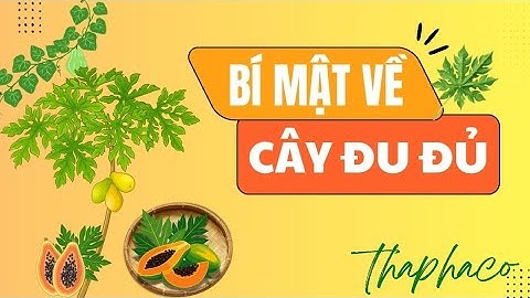 Bí mật diệu kỳ đến từ quả đu đủ | Thảo Dược THAPHACO
