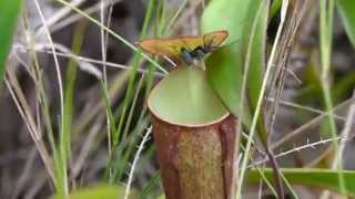 CP Video Series Episode 40 - The prey ant of Nepenthes gracilis "Maroon", Simpang Pulai