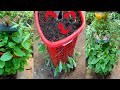 How to grow spinach in a plastic basket to save space
