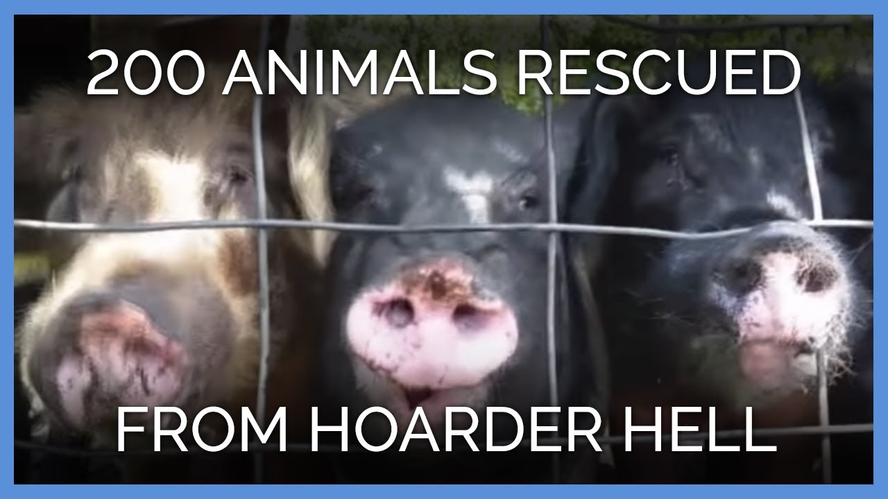 Nearly 200 Animals Rescued From Hoarder Hell - YouTube