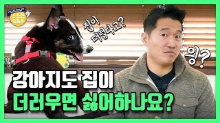 강아지도 집이 더러우면 싫어하나요?｜강형욱의 소소한 Q&A