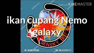 Story wa Ikan cupang Nemo galaxy 😎😎