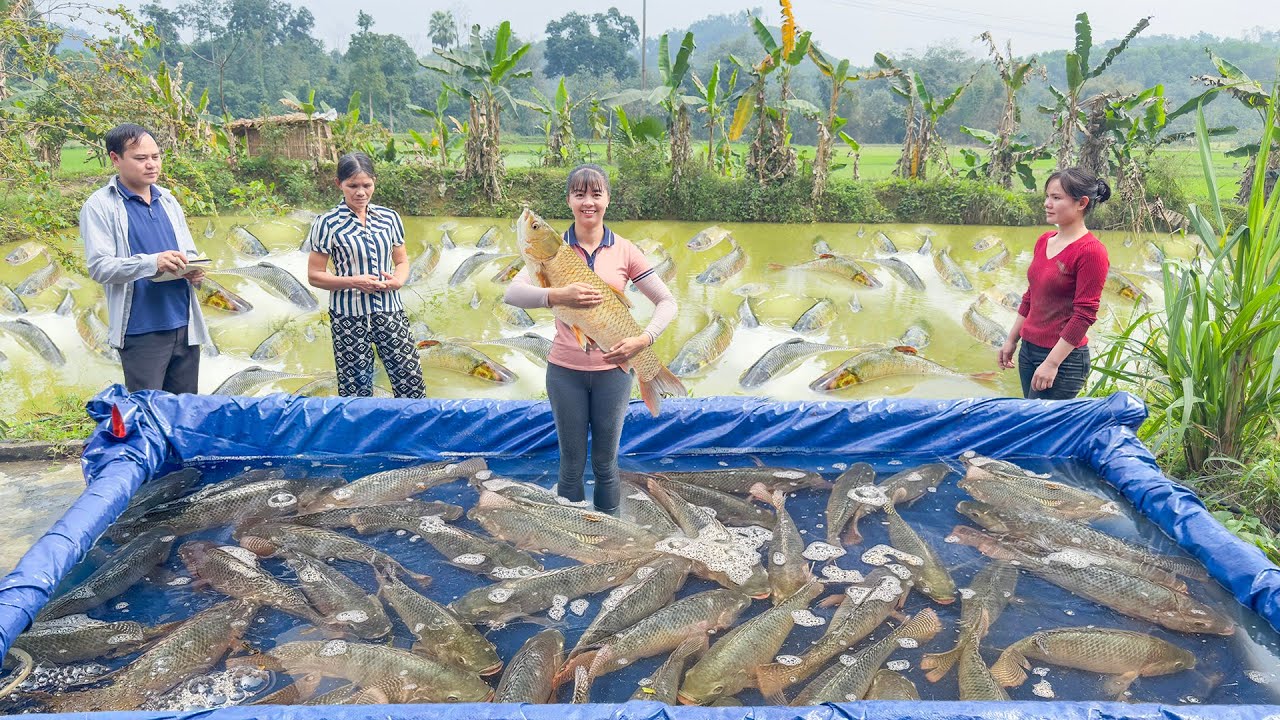 Use 3-Wheeled Vehicle To Harvesting (Fishing) A Lot Of Big Fish Go To Countryside Market Sell