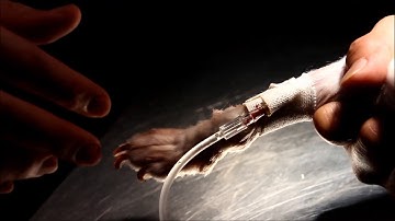 Closed pyometra with an unexpected turn of events (Part 1/2)