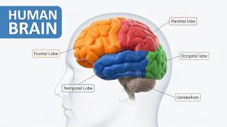 Human Brain Anatomy and Physiology