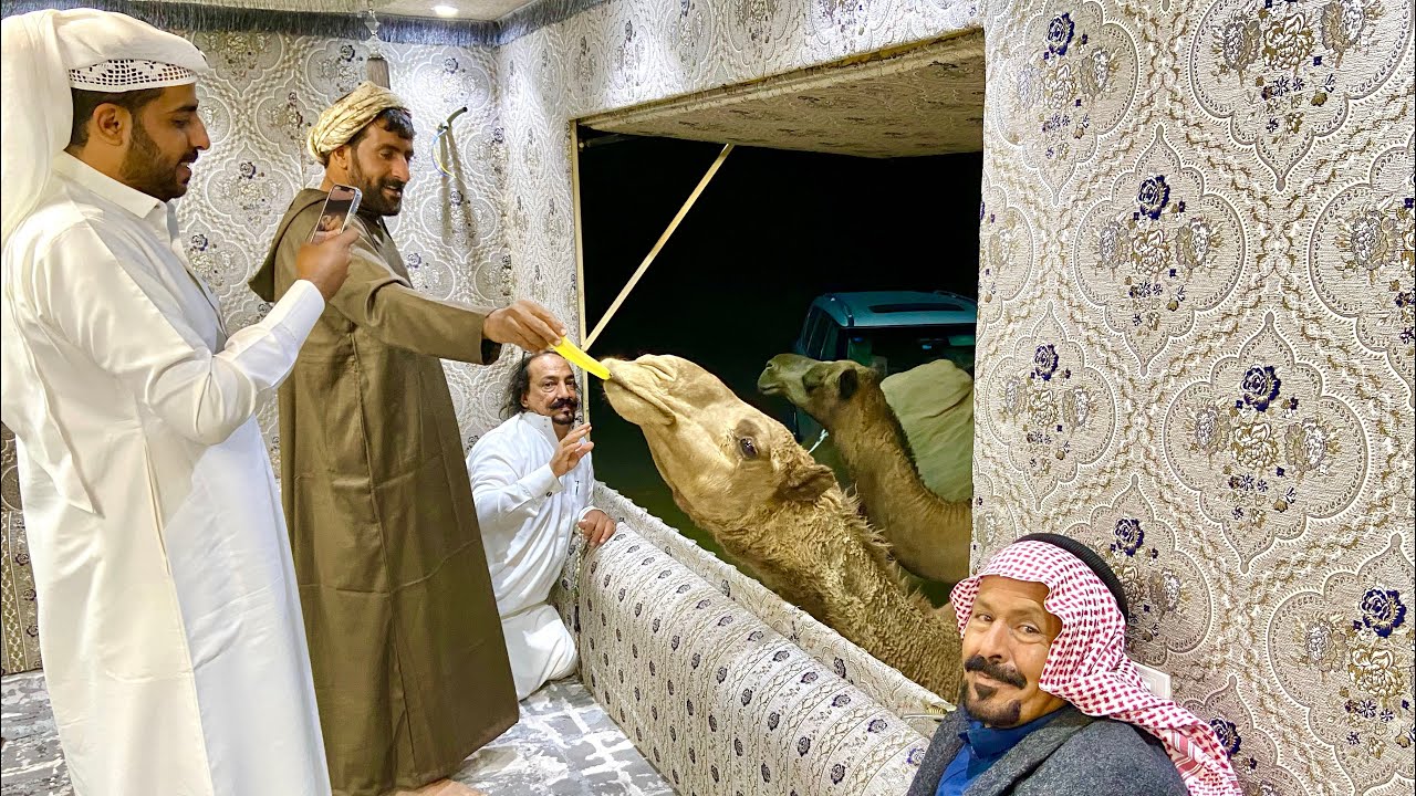 يسكن الصحراء والأبل عائلته/ الحلقه 12